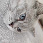 Gonca