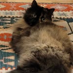 Burcu