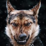 Orhan