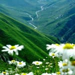 Göksenin