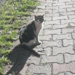 Halil