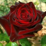 Ayse