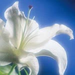 Ebru