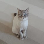 Çiçek