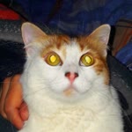 Berat