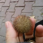 Kübra