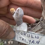 Şakir
