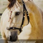 Rabia
