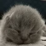 Nermin