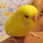 Gamze