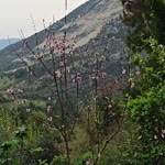 Elif