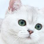 Merve
