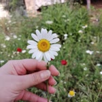 Büşra