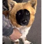Tavo