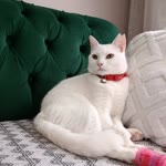 Nilay