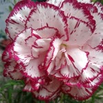 Ayten