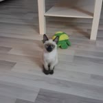 Tolga