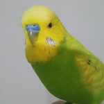 Hatice