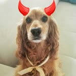 Fulya