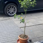 Nazlı