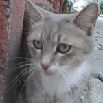 Yağmur