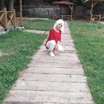 Gülcan