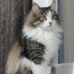 Sevgi