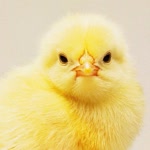 Arif