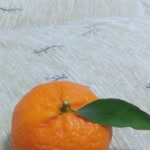 Yardoc