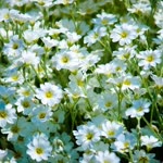 Hatice