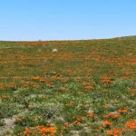 Ayhan