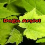 Doğa