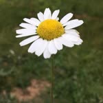 Serpil