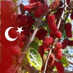 Erdal