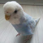 Melih