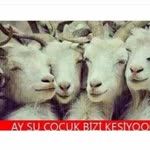 Doğan