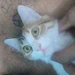 Noyan