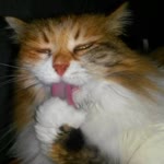 Arzu