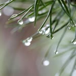 İlknur
