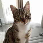 Derya