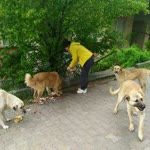 Feride