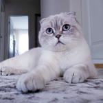Hasan