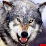 Serkan