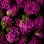 Ayse