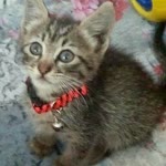 Gonca