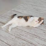 Sibel