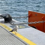 Serkan