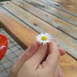 Hanife