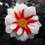 Ebru