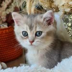 Elif